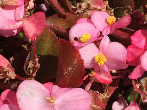 gallery/fons01_flors