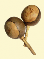 gallery/maracas002