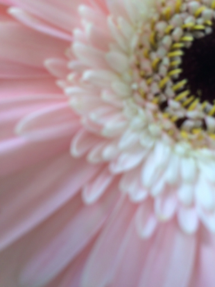 gallery/flor_ampli003